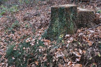 切り株 古い 歴史 落ち葉 枯れ葉 冬 秋