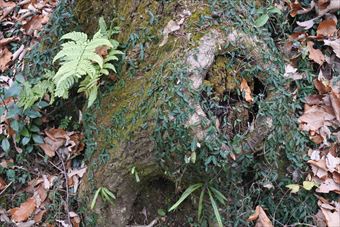 大木 根 古い 歴史 落ち葉 枯れ葉 冬 秋