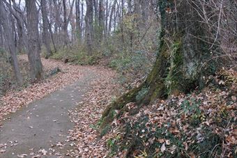 森林 遊歩道 大木 公園 落ち葉 枯れ葉 秋 冬