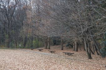 森林 公園 ベンチ 落ち葉 枯れ葉 秋 冬