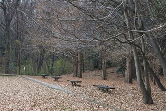 森林 公園 ベンチ 落ち葉 枯れ葉 秋 冬 寂しい 孤独