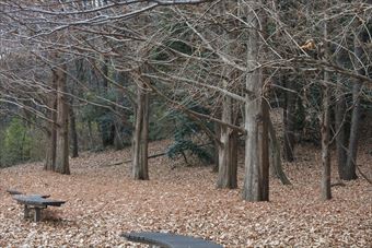 森林 公園 ベンチ 落ち葉 枯れ葉 秋 冬
