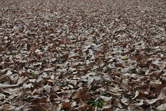 落ち葉 枯れ葉 一面 冬 秋