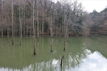 池 木 水面 秋 冬 寂しい 暗い 恐ろしい 怖い