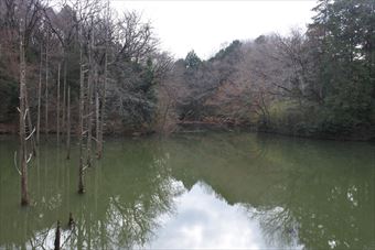 池 木 水面 森林 秋 冬 寂しい 暗い 恐ろしい 怖い