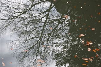 池 水面 落ち葉 枯れ葉 秋 冬