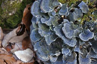 きのこ 毒 大木 古株 秋 冬