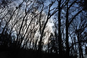 森林 幻想的 怖い 冬