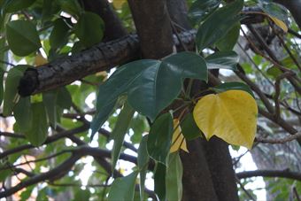 紅葉 黄色 枯れ葉 秋