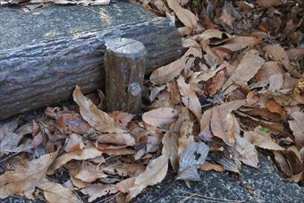 階段 落ち葉 枯れ葉 吹き溜まり 秋 冬 寒い