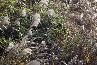 すすき 秋 冬 晴れ 晴天
