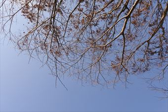 大木 林 青空 晴れ 晴天 枯れてる 枝 冬 秋