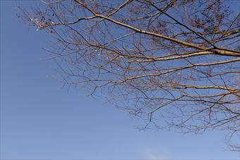 青空 大木 林 晴れ 晴天 枯れてる 枝 冬 秋