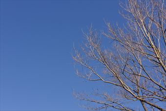 青空 大木 枯れ枝 公園 森林 晴れ 快晴 秋 冬