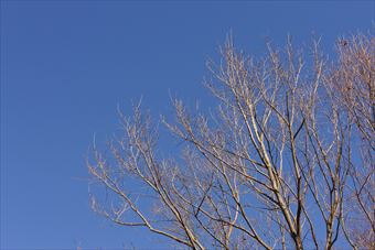 青空 大木 枯れ枝 公園 森林 晴れ 快晴 秋 冬