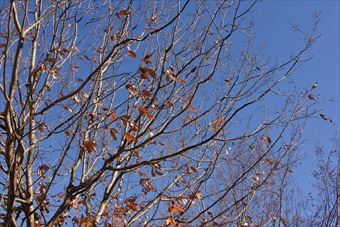 青空 大木 枯れ枝 公園 森林 晴れ 快晴 秋 冬 紅葉