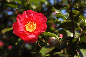 椿 きれい 花 赤