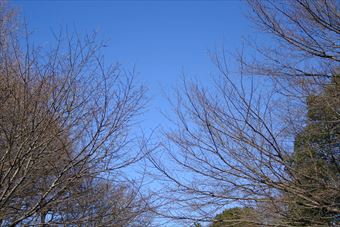 青空 大木 枯れ枝 公園 森林 晴れ 快晴 秋 冬