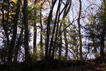 森林 大木 紅葉 幻想的 恐ろしい 怖い