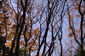 森林 大木 紅葉 青空