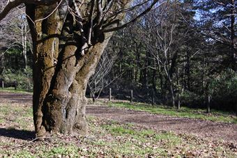 大木 桜 公園 秋 冬 散歩道