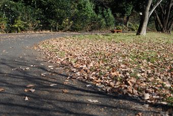 公園 散歩道 落ち葉 枯れ葉 秋 冬 広場