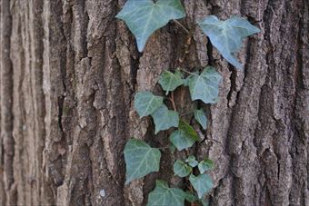 大木 ヘデラ 木肌 ツタ 蔦 日差し アイビー