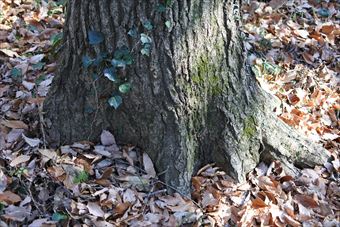 大木 落ち葉 根 枯れ葉 秋 冬 ヘデラ ツタ 蔦 日差し