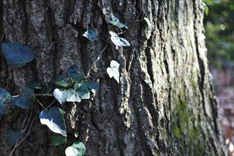 大木 ヘデラ 木肌 ツタ 蔦 日差し