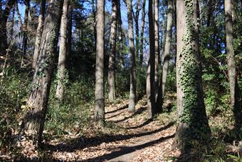 森林 小道 散歩 青空 秋 冬