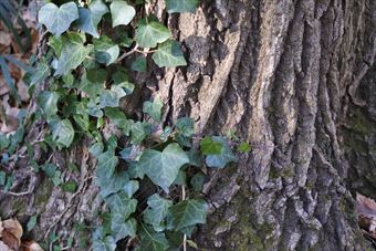 大木 ヘデラ 木肌 ツタ 蔦 日差し