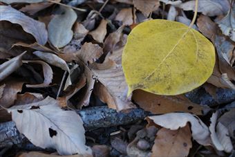 紅葉 落ち葉 枯れ葉 秋 黄色