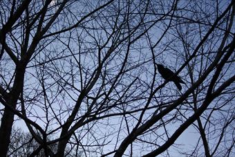 森林 カラス 大木 鳥 公園 からす