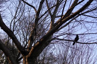 森林 カラス 大木 鳥 公園 からす