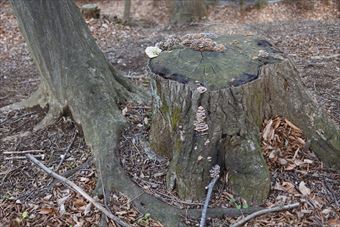 切り株 枯葉 古い 荒れてる 枯葉