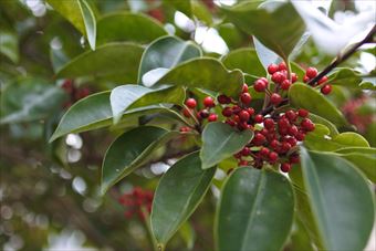 南天 緑 葉 赤 実