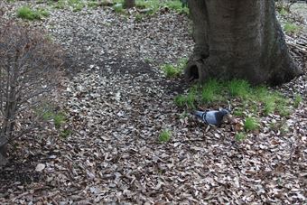 大木 鳥 鳩 枯葉 冬