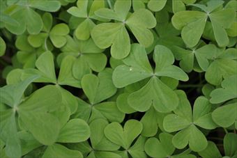 葉 クローバー 緑 雑草