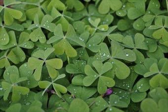 クローバー 緑 葉 雨 水 粒