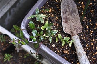 庭の手入れ プランター スコップ カズラ