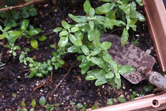 ガーデニング 庭の手入れ ハーブ プランター スコップ