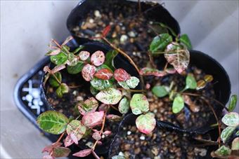 黒ポット カズラ ガーデニング