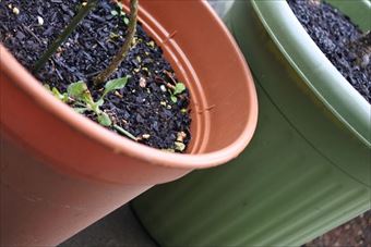 プランター 鉢 丸 茶色 緑