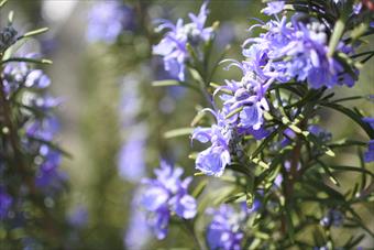 ローズマリー 花 春 ハーブ 紫 青 きれい