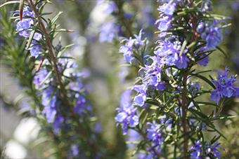 ローズマリー 花 春 ハーブ 紫 青 きれい