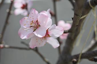 春 桜 桃 花 ピンク きれい