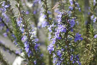 ローズマリー 花 春 ハーブ 紫 青 きれい