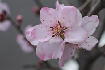 春 桜 桃 花 ピンク きれい