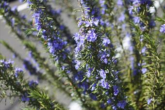 ローズマリー 花 春 ハーブ 紫 青 きれい
