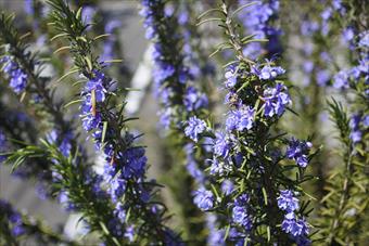 ローズマリー 花 春 ハーブ 紫 青 きれい